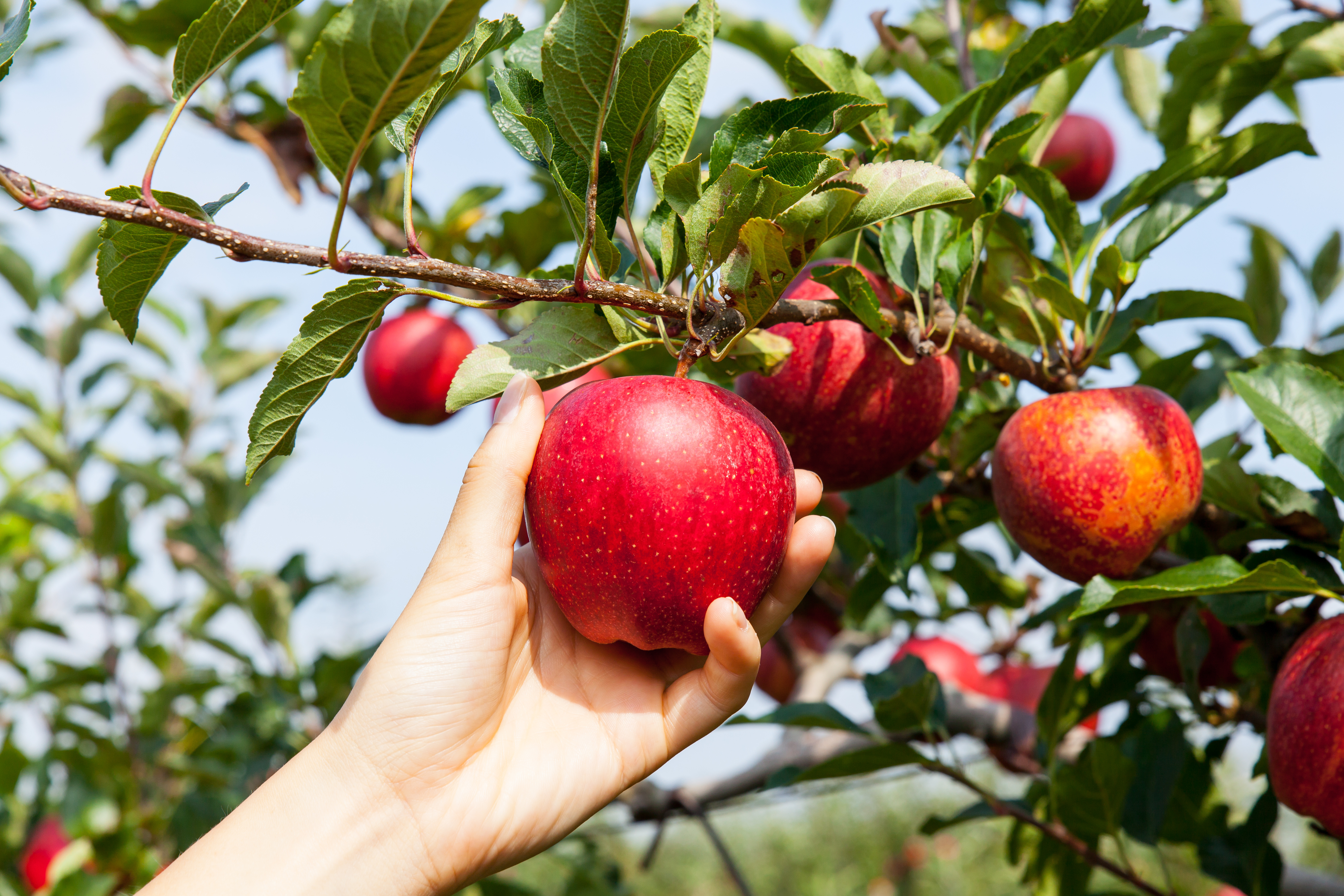 Apple Picking & Tsuwano Sightseeing Trip